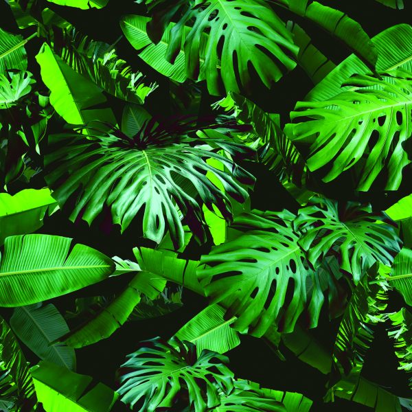 Behang Moderne Groene Bladeren - Afbeelding 2
