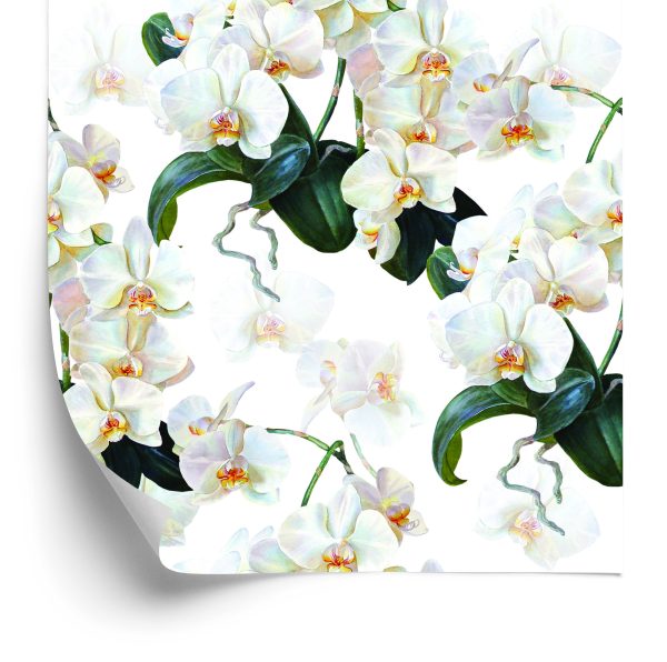 Behang Voor De Slaapkamer Exotische Orchideeën Orchideeën