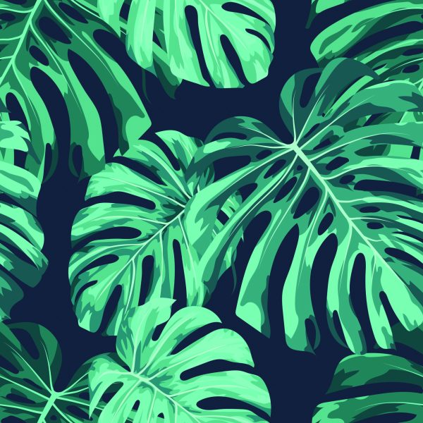 Behang Monstera Vertrekt - Afbeelding 2