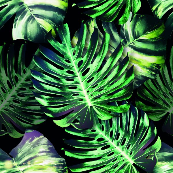 Behang Tropische Monstera Bladeren - Afbeelding 2