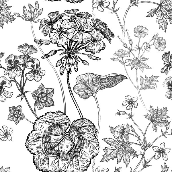 Behang Zwarte En Witte Geraniums - Afbeelding 2