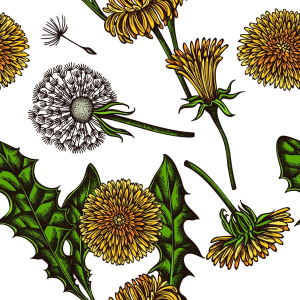 Behang Bloeiende Paardebloemen - Afbeelding 2