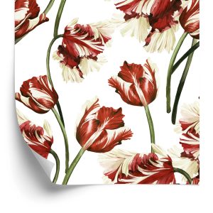 Behang Rode En Witte Tulpen