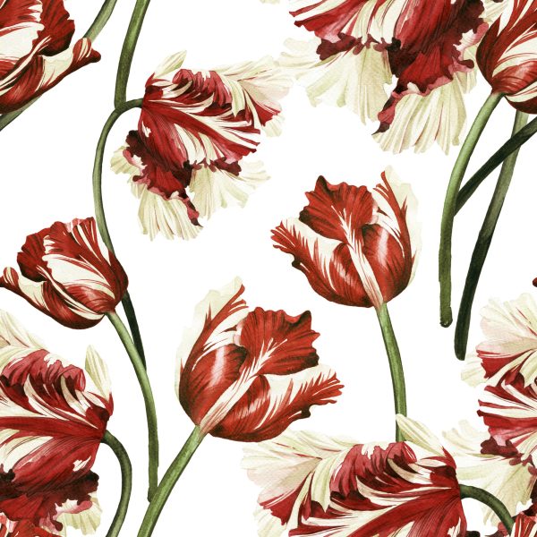 Behang Rode En Witte Tulpen - Afbeelding 2