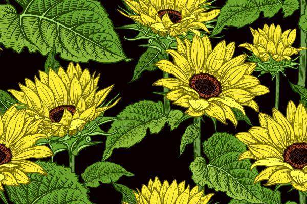 Behang Zonnebloemen - Afbeelding 2