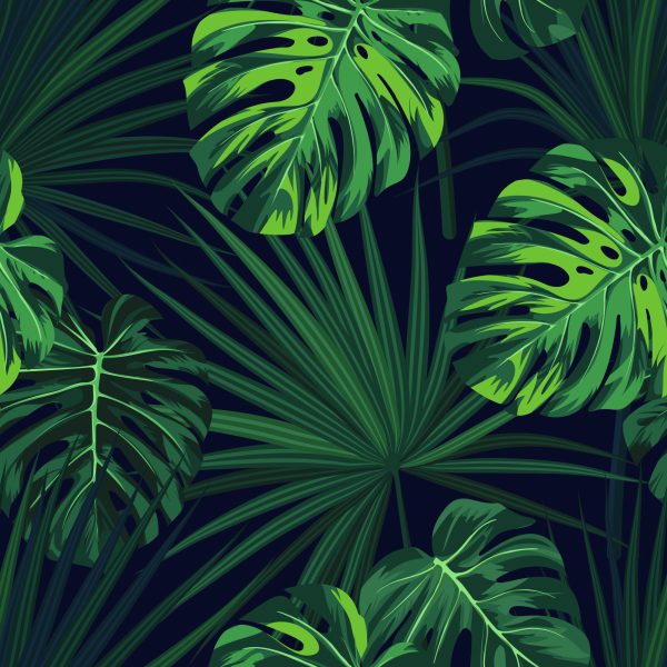 Behang Tropische Monstera-Bladeren Op Donkere Achtergrond - Afbeelding 2
