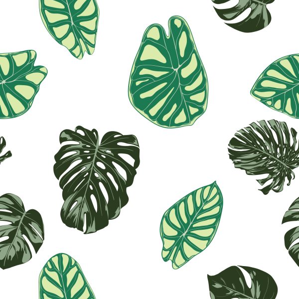 Behang Monstera En Alocasia Bladeren - Afbeelding 2